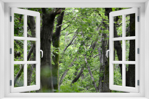 Fototapeta Naklejka Na Ścianę Okno 3D - 森の新緑