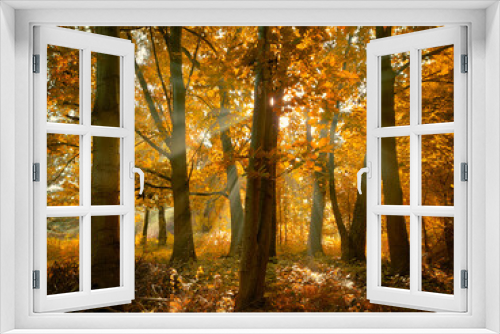 Fototapeta Naklejka Na Ścianę Okno 3D - Fairytale colors in the woods. Atmospheric autumn forest with sunlight. Beautiful leaves on the trees. 