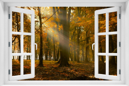 Fototapeta Naklejka Na Ścianę Okno 3D - Sunny morning in the autumn forest. Yellow leaves on the trees in the woods. The sun's rays shine through the branches of the trees.