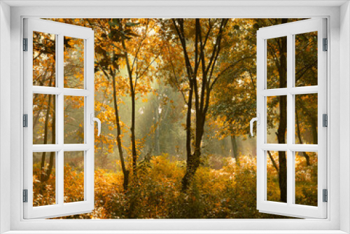 Fototapeta Naklejka Na Ścianę Okno 3D - Sunny morning in the autumn forest. Yellow leaves on the trees in the woods. The sun's rays shine through the branches of the trees.