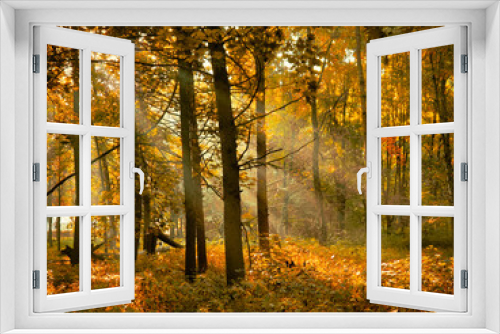 Fototapeta Naklejka Na Ścianę Okno 3D - Autumn morning sun in the forest. Yellow leaves on trees in woodland.