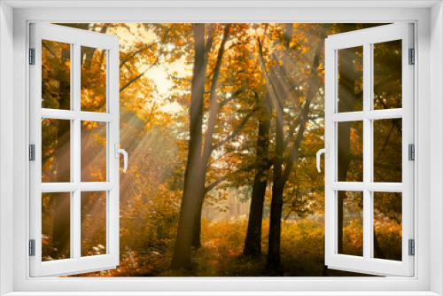 Fototapeta Naklejka Na Ścianę Okno 3D - Autumn morning sun in the forest. Yellow leaves on trees in woodland.