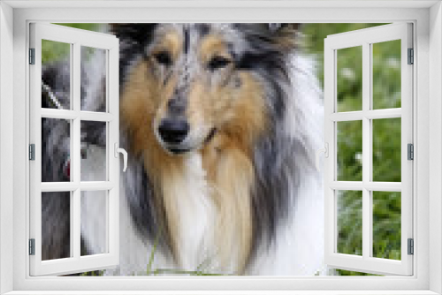 Fototapeta Naklejka Na Ścianę Okno 3D - Langhaar Collie bei einer Hundeausstellung