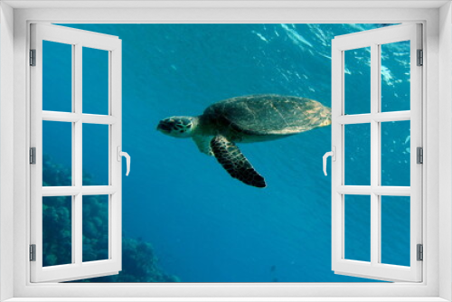 Fototapeta Naklejka Na Ścianę Okno 3D - Sea turtles . Great Reef Turtle .Bissa.
