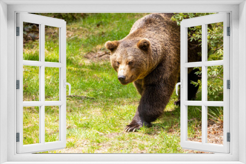 Fototapeta Naklejka Na Ścianę Okno 3D - 22.05.2020, GER, Bayern, Neuschönau: europäischer Braunbär (Ursus arctos arctos)  im Nationalpark bayerischer Wald.