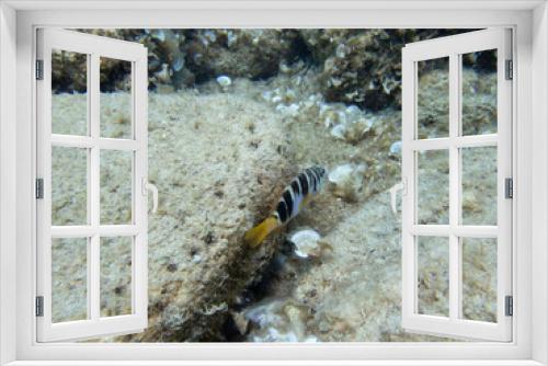 Fototapeta Naklejka Na Ścianę Okno 3D - Diving in nice clean sea water
