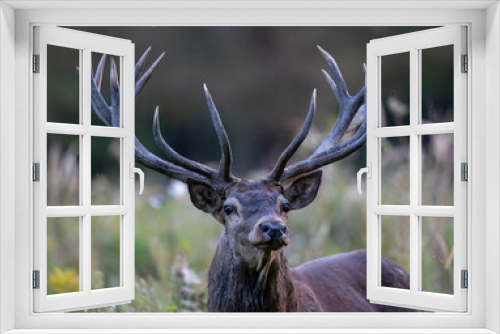 Fototapeta Naklejka Na Ścianę Okno 3D - Portrait of red deer in forest