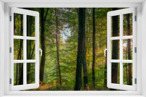 Fototapeta Naklejka Na Ścianę Okno 3D - Morning Sunlight Through the Trees