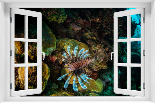 Fototapeta Naklejka Na Ścianę Okno 3D - A lion fish swimming near the reef 