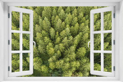 Fototapeta Naklejka Na Ścianę Okno 3D - Nadelwald von oben