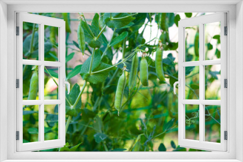 Fototapeta Naklejka Na Ścianę Okno 3D - green peas growing