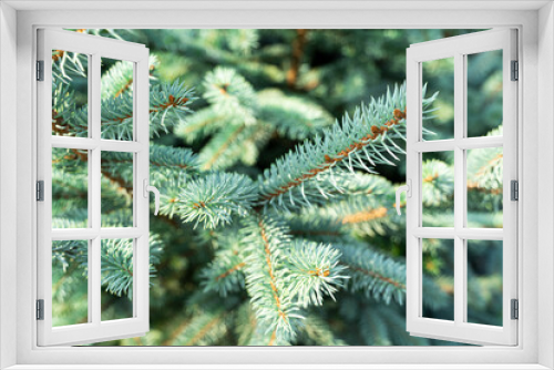 Fototapeta Naklejka Na Ścianę Okno 3D - Twigs of a green Christmas tree close up, forest beauty