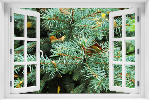 Fototapeta Naklejka Na Ścianę Okno 3D - Branches of blue spruce. Spruce branch, close-up. Background, texture, christmas.