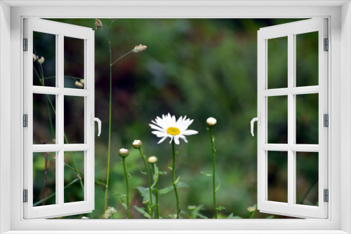 Fototapeta Naklejka Na Ścianę Okno 3D - Single flower against green background