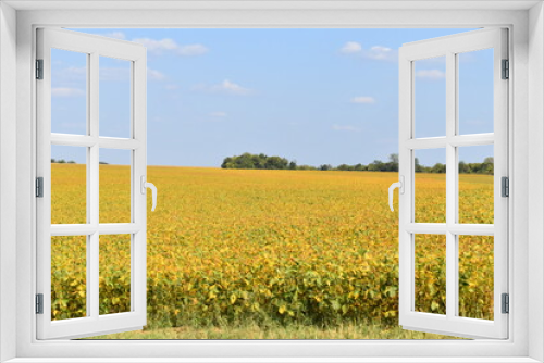 Fototapeta Naklejka Na Ścianę Okno 3D - Soybean Field