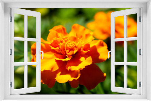 Fototapeta Naklejka Na Ścianę Okno 3D - Orange Marigold Flower 