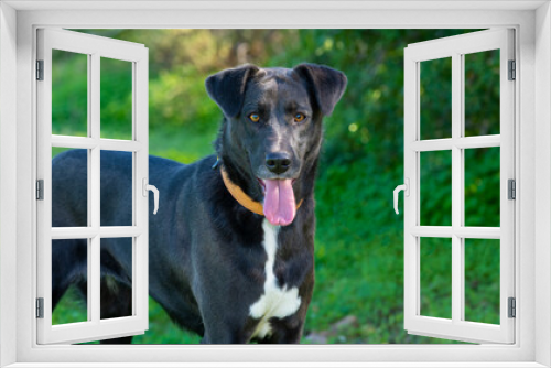 Fototapeta Naklejka Na Ścianę Okno 3D - Black dog portrait