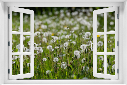 Fototapeta Naklejka Na Ścianę Okno 3D - Dandelion with a white seeds on the lawn