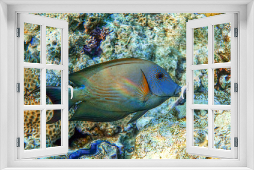 Fototapeta Naklejka Na Ścianę Okno 3D - Striated surgeonfish Ctenochaetus striatus in Red sea ,Egypt