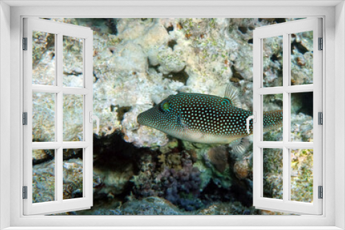 Fototapeta Naklejka Na Ścianę Okno 3D - Spotted toby mimic - Red sea fish,Egypt