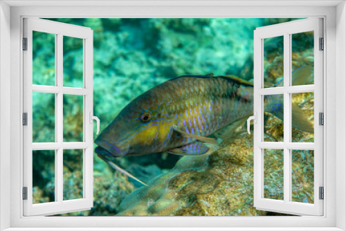 Fototapeta Naklejka Na Ścianę Okno 3D - Longbarbel goatfish, Red sea fish