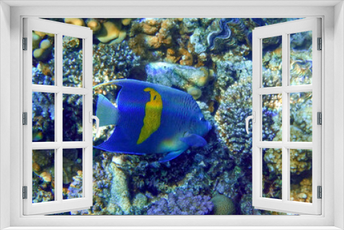 Fototapeta Naklejka Na Ścianę Okno 3D - Yellowbar angelfish - coral fish, Red sea, Egypt