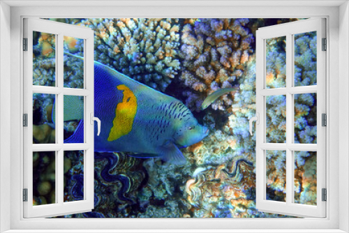 Fototapeta Naklejka Na Ścianę Okno 3D - Yellowbar angelfish - coral fish, Red sea, Egypt