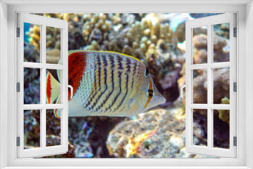 Fototapeta Naklejka Na Ścianę Okno 3D - Crown Butterflyfish- coral fish in Red Sea