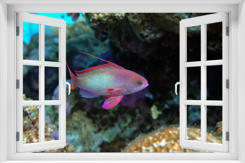 Fototapeta Naklejka Na Ścianę Okno 3D - Male Lyretail anthias fish in Red sea - coral reef