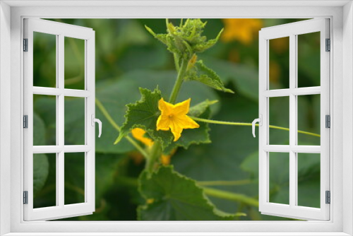 Fototapeta Naklejka Na Ścianę Okno 3D - cucumbers 