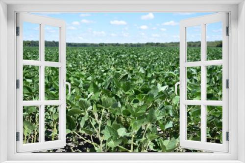 Fototapeta Naklejka Na Ścianę Okno 3D - Soybean Plants