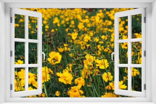 Fototapeta Naklejka Na Ścianę Okno 3D - Yellow colored flower blooms like chamomile growing in garden