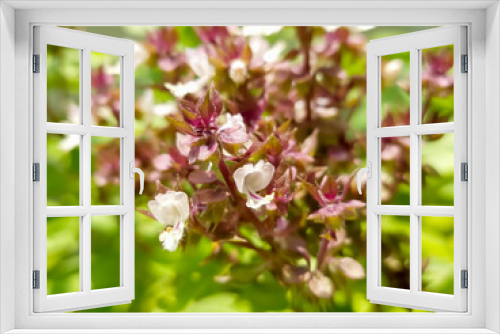 Fototapeta Naklejka Na Ścianę Okno 3D - Basil flowers blooming in the garden.