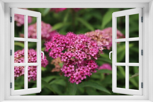 Fototapeta Naklejka Na Ścianę Okno 3D - 初夏の公園に咲くシモツケのピンク色の花