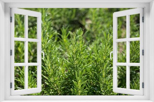 Fototapeta Naklejka Na Ścianę Okno 3D - Fresh Rosemary Herb grow outdoor. Plant Ready to Cook, healthy food concept, top view. Organic farming. Home Gardening. Ingredients for dish