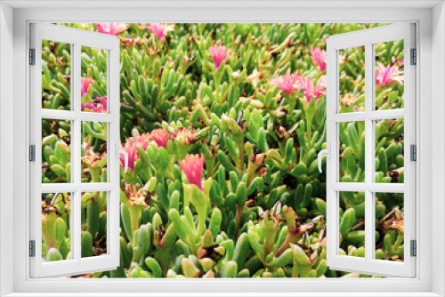 Fototapeta Naklejka Na Ścianę Okno 3D - Pink blossoms on a succulent plant. Tender petals, green juicy leaves, exotic flora in Sal Rei - African island. Selective focus on the details, blurred background.