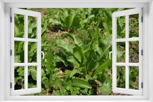 Fototapeta Naklejka Na Ścianę Okno 3D - The bushes of horseradish (Latin Armorácia rusticána), a perennial vegetable plant, grow in a vegetable garden on a sunny summer day.