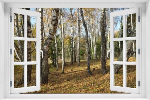 Fototapeta Naklejka Na Ścianę Okno 3D - Autumn landscape with birch trees and fallen leaves in the forest