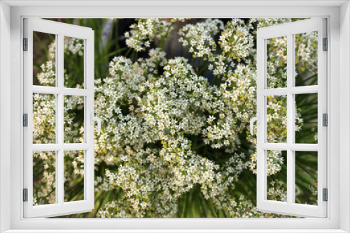 Fototapeta Naklejka Na Ścianę Okno 3D - Close up of Garden Chive Flowers in Garden