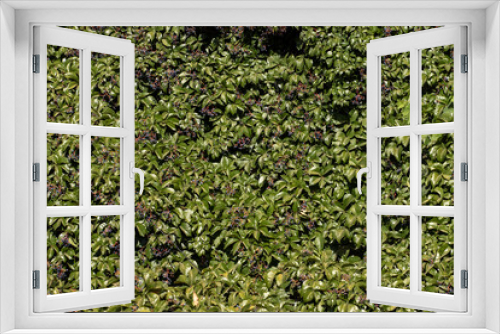 Fototapeta Naklejka Na Ścianę Okno 3D - Ivy Covered Wall. Green Ivy Background.