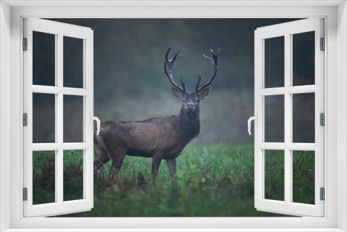 Fototapeta Naklejka Na Ścianę Okno 3D - European deer male buck ( Cervus elaphus )