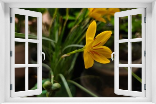 Fototapeta Naklejka Na Ścianę Okno 3D - yellow lily flower