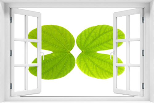 Fototapeta Naklejka Na Ścianę Okno 3D - isolated green leaves on a white background