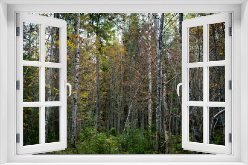 Fototapeta Naklejka Na Ścianę Okno 3D - autumn green coniferous forest with fallen trees