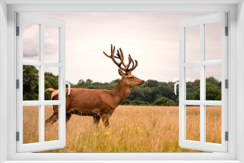 Fototapeta Naklejka Na Ścianę Okno 3D - deer in a field
