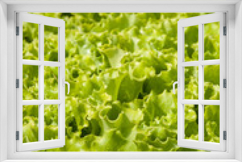 Fototapeta Naklejka Na Ścianę Okno 3D - hojas de lechuga