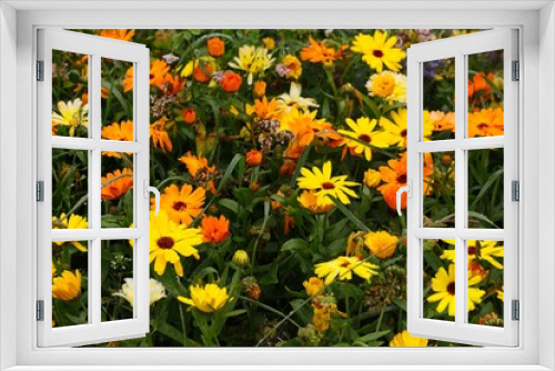 Fototapeta Naklejka Na Ścianę Okno 3D - A close-up of yellow and orange asters in early fall in northern Sweden