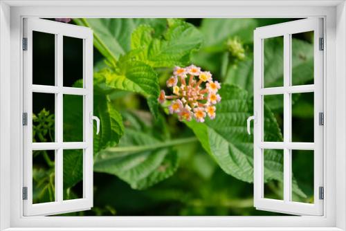 Fototapeta Naklejka Na Ścianę Okno 3D - Selective focus on beautiful LANTANA CAMARA flower with green leaves isolated with dark green blur background. Morning view in garden. Commonly known as Indian Lantana.