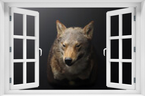 Fototapeta Naklejka Na Ścianę Okno 3D - Lobo ibérico, trofeo de caza en la pared