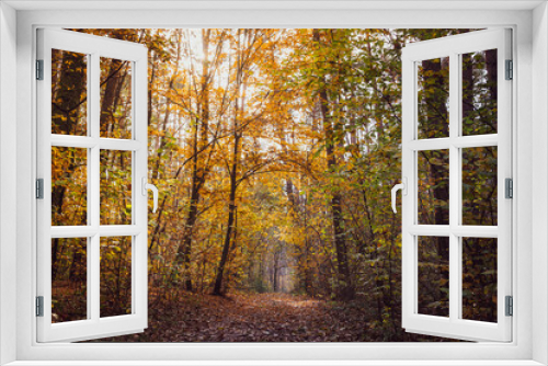 Fototapeta Naklejka Na Ścianę Okno 3D - Autumn forest with the yellow trees